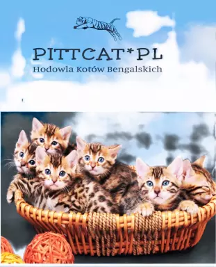 Kociaki bengalskie hodowla zarejestrowana w FPL 1