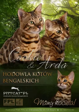 Kociaki bengalskie hodowla zarejestrowana w FPL 2