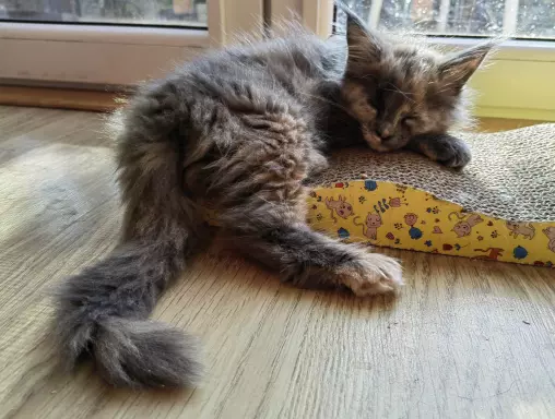 Maine Coon koteczka – niebieski szylkret rodowód FPL 5