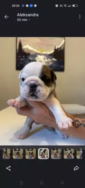 Buldog angielski 7