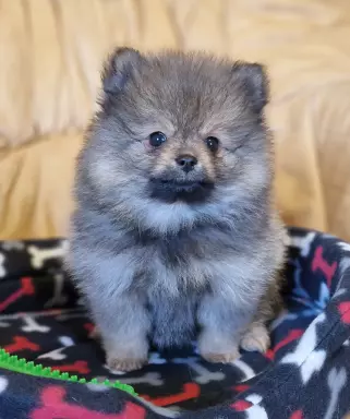 Szpic Miniaturowy Pomeranian 6