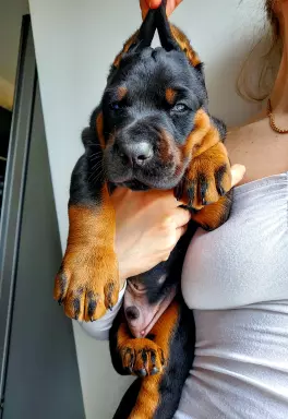 Doberman europejski Neverland Ranch Kennel wybitny miot 1