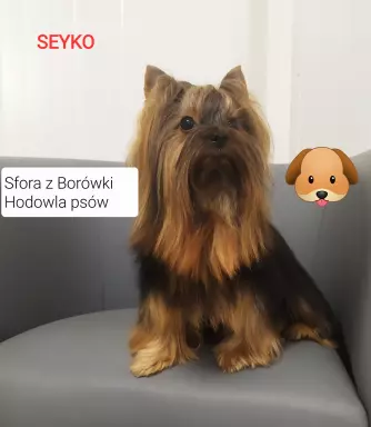 Yorkshire terrier  suczka 3