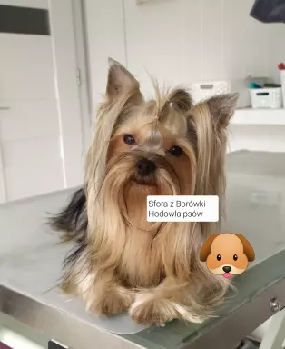 Yorkshire terrier  suczka 4