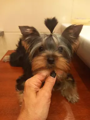 Yorkshire terrier  suczka 1