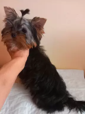 Yorkshire terrier  suczka 2