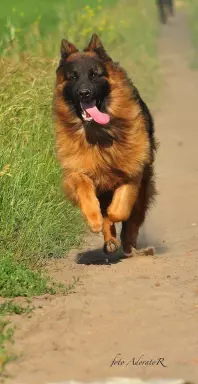 Szczenię (samiec) w wieku 12 tygodni. 6