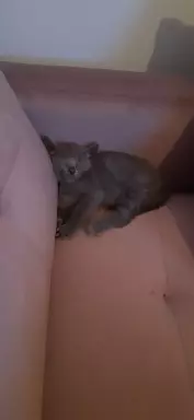 Koty Rosyjskie Niebieskie 1