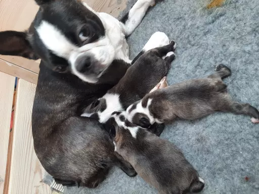 Boston Terrier szczeniaki po świetnym skojarzeniu 6