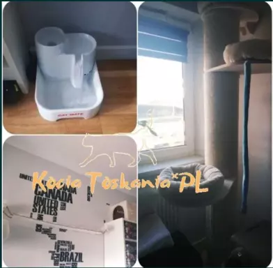 Reproduktor kot brytyjski, kocur reproduktor, randka, randki 3