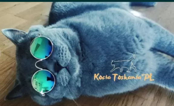Reproduktor kot brytyjski, kocur reproduktor, randka, randki 1