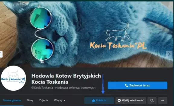 Reproduktor kot brytyjski, kocur reproduktor, randka, randki 6