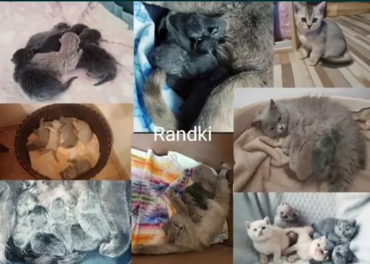 Reproduktor kot brytyjski, kocur reproduktor, randka, randki 7