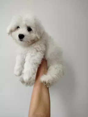Coton de Tulear śliczne szczeniaczki 6