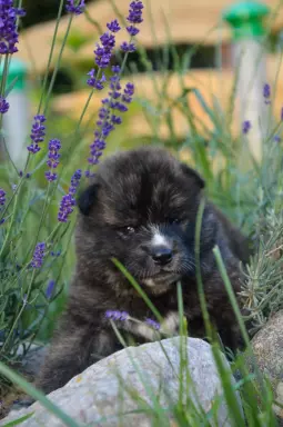 Akita Inu ZKwP/FCI 2