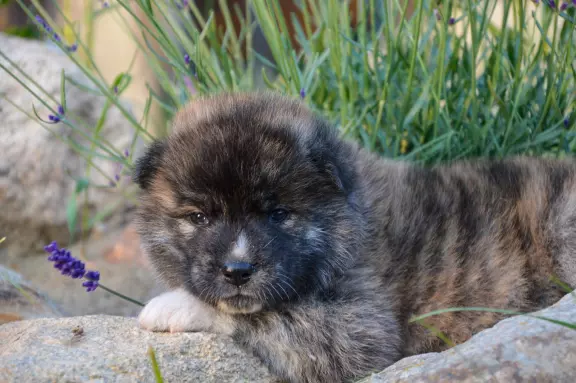 Akita Inu ZKwP/FCI 3