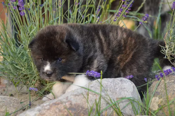 Akita Inu ZKwP/FCI 4
