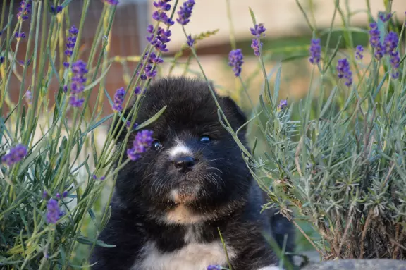 Akita Inu ZKwP/FCI 6