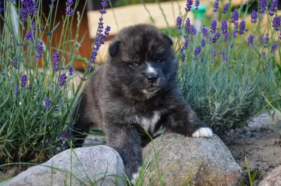 Akita Inu ZKwP/FCI 7