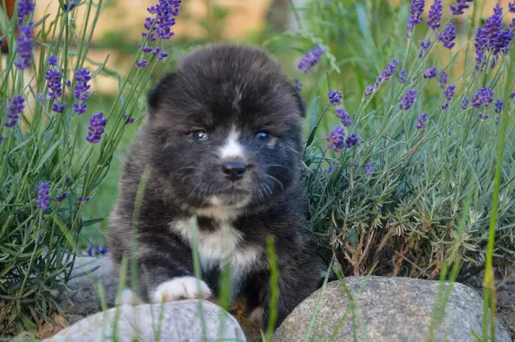 Akita Inu ZKwP/FCI 1