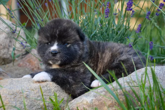 Akita Inu ZKwP/FCI 8