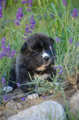 Akita Inu ZKwP/FCI 9