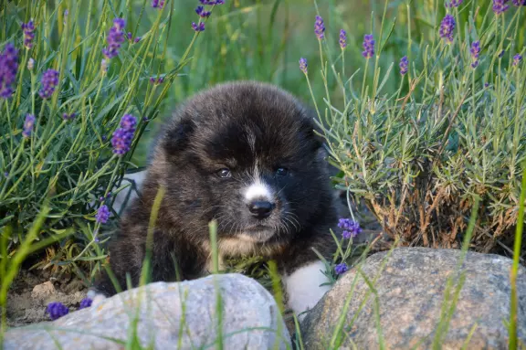 Akita Inu ZKwP/FCI 10