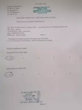 Stud dog / Reproduktor BO TO KRÓLEWICZ Akizabo FCI ZKwP 8