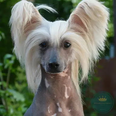 Stud dog / Reproduktor BO TO KRÓLEWICZ Akizabo FCI ZKwP 1
