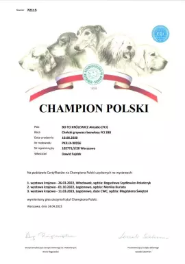 Stud dog / Reproduktor BO TO KRÓLEWICZ Akizabo FCI ZKwP 6
