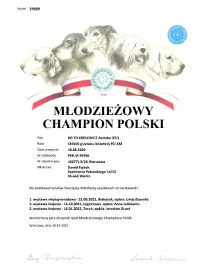 Stud dog / Reproduktor BO TO KRÓLEWICZ Akizabo FCI ZKwP 5