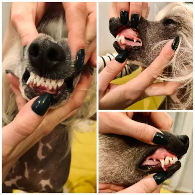 Stud dog / Reproduktor BO TO KRÓLEWICZ Akizabo FCI ZKwP 4