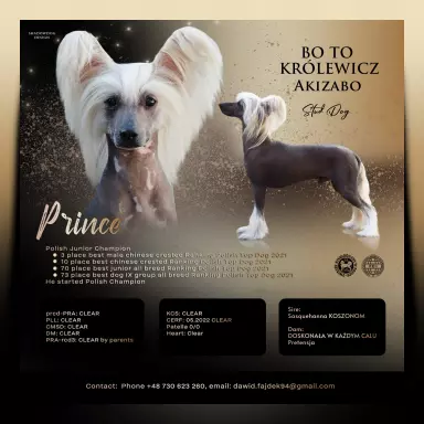 Stud dog / Reproduktor BO TO KRÓLEWICZ Akizabo FCI ZKwP 3