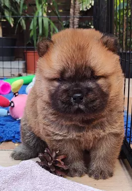 Chow Chow FCI szczeniaki 1