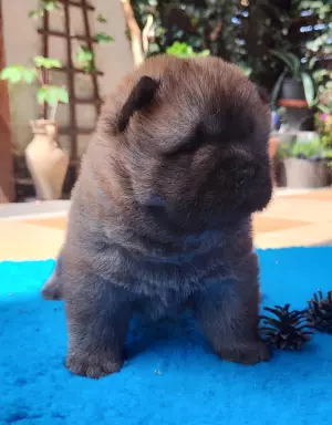 Chow Chow FCI szczeniaki 2