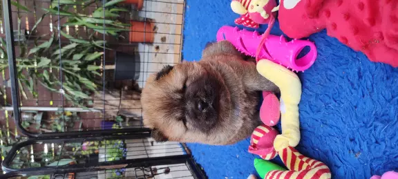 Chow Chow FCI szczeniaki 3