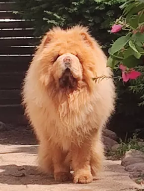 Chow Chow FCI szczeniaki 4