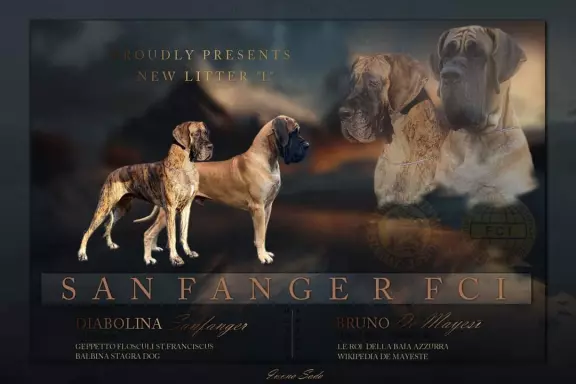 Dog niemiecki żółty pręgowany szczenięta 1
