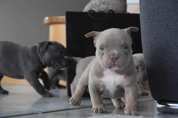 American Bully ABKC 2
