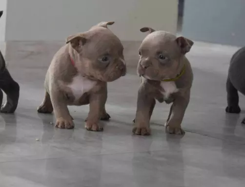 American Bully ABKC 4