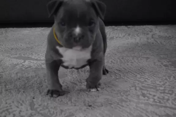 American Bully ABKC 6