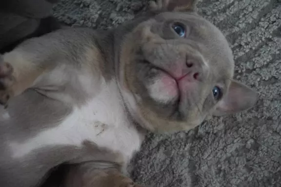 American Bully ABKC 3
