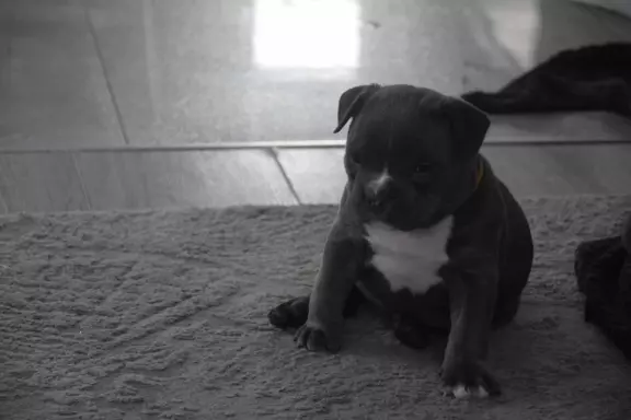 American Bully ABKC 7