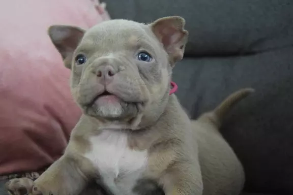 American Bully ABKC 5