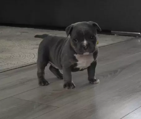 American Bully ABKC 1