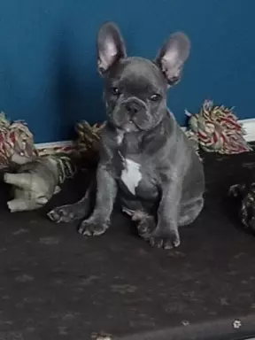 Buldog francuski - suczki 2