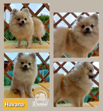 Pomeranian suczka ZkwP FCI 1