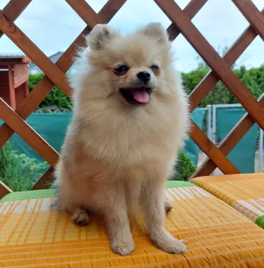 Pomeranian suczka ZkwP FCI 4