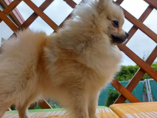 Pomeranian suczka ZkwP FCI 2
