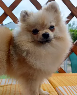 Pomeranian suczka ZkwP FCI 3
